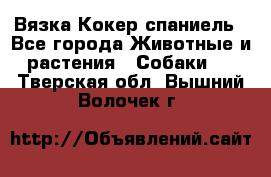 Вязка Кокер спаниель - Все города Животные и растения » Собаки   . Тверская обл.,Вышний Волочек г.